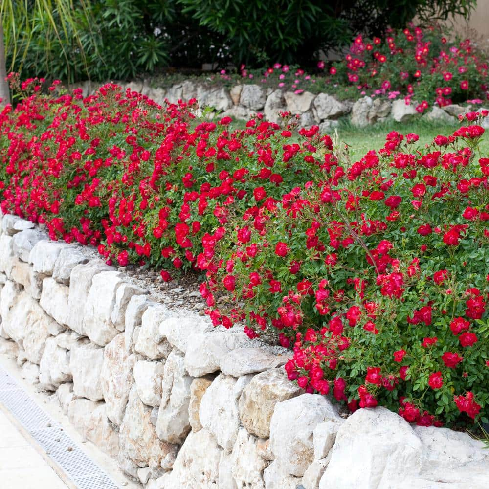 Drift 2 Gal. Red Drift Rose Bush with Red Flowers 13190