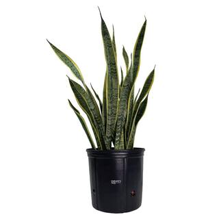 NATURE'S?WAY FARMS Sansevieria Laurentii Live Indoor Plant in Growers Pot Avg Shipping Height 2 ft. to 3 ft. Tall 5906