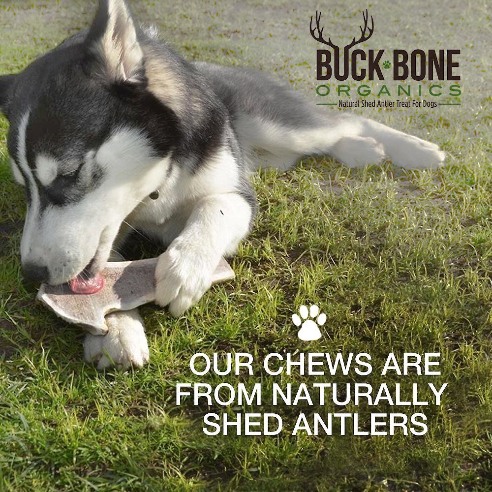 Buck Bone Organics Whole Elk Antler Dog Chews， 8-10 in