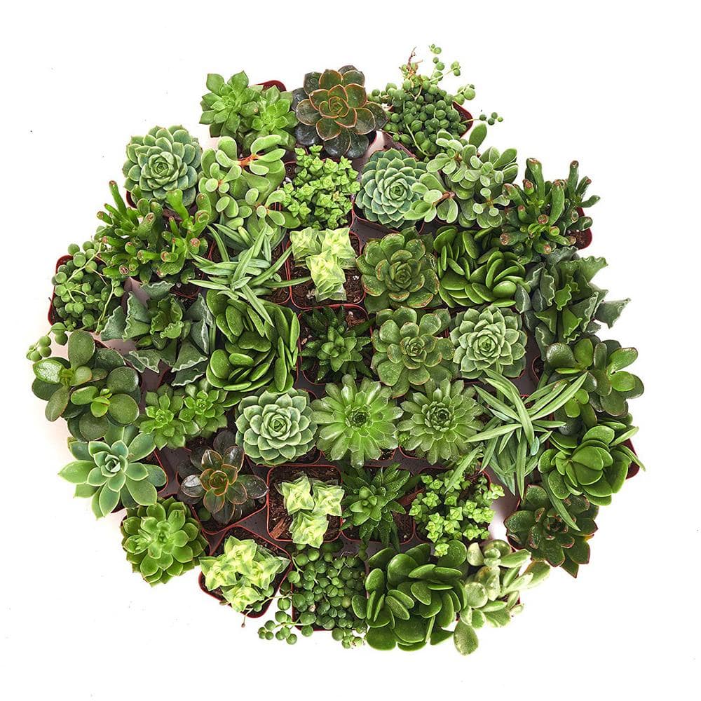 Shop Succulents 2 in. Green Succulent (Collection of 32) G32