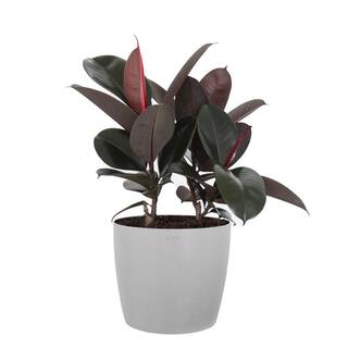 United Nursery Burgundy Rubber Plant Live Ficus Elastica Indoor Outdoor Plant in 10 inch Premium Sustainable Ecopots White Grey Pot FBURGANDY10WG