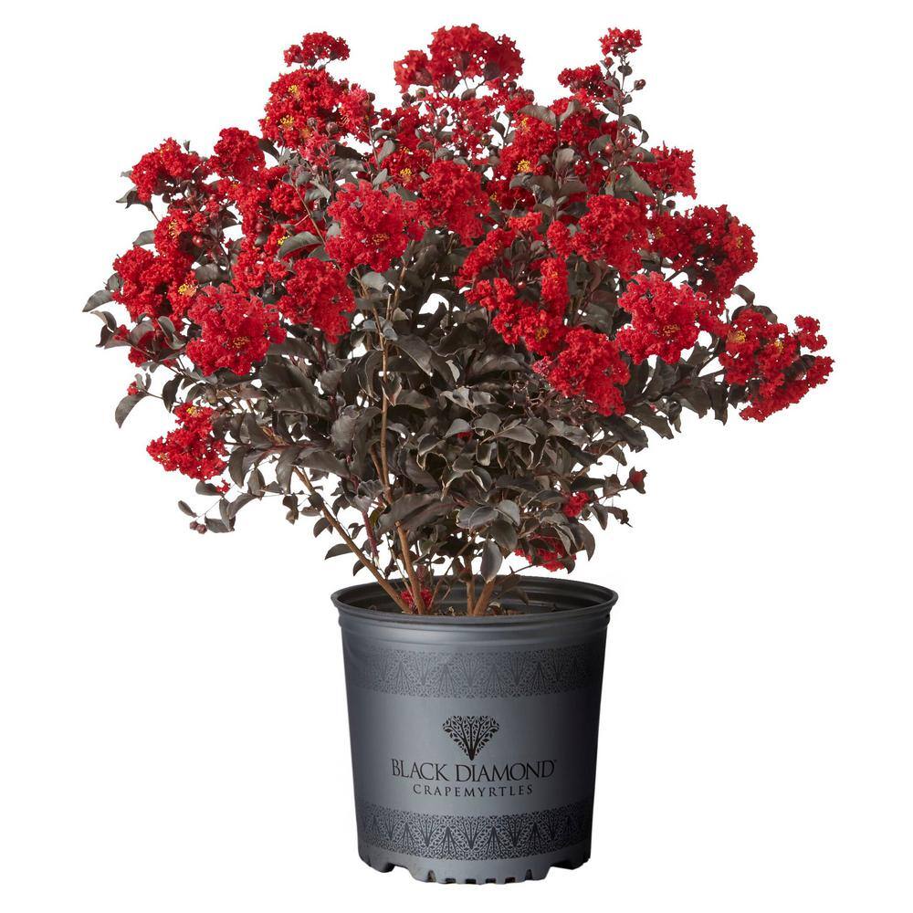 BLACK DIAMOND 7 Gal. Best Red Crape Myrtle Tree with Red Flowers 10896