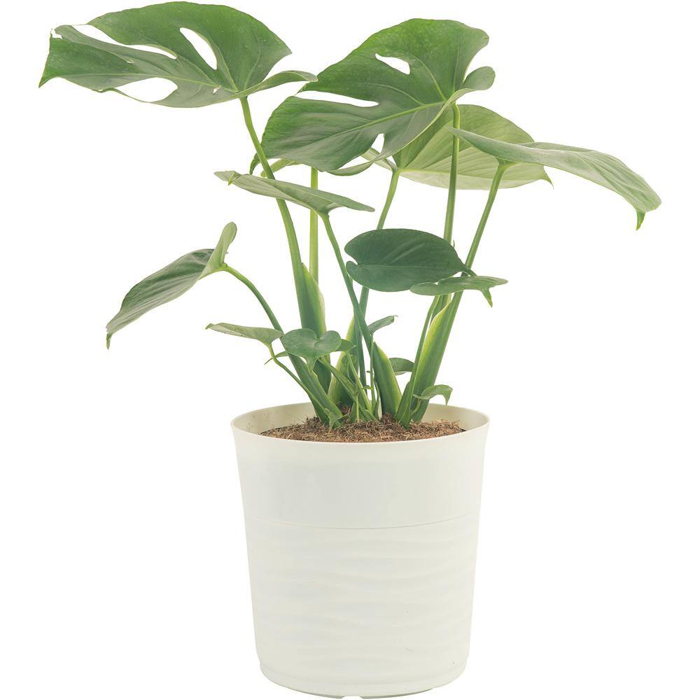 Costa Farms Monstera Deliciosa Swiss Cheese Indoor Plant in 10 in. Paradise Planter Avg. Shipping Height 2-3 ft. Tall CO.3.PM10.PARWHT