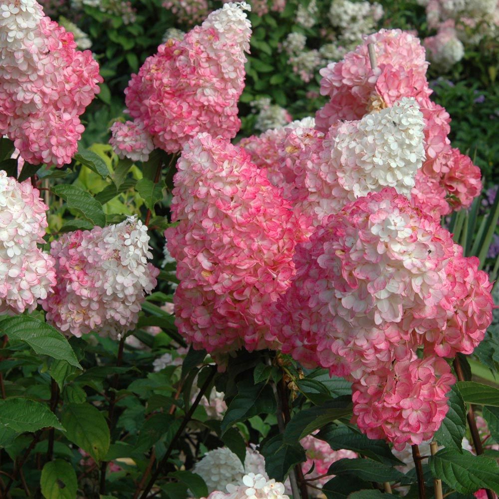 Vanilla Strawberry Hydrangea