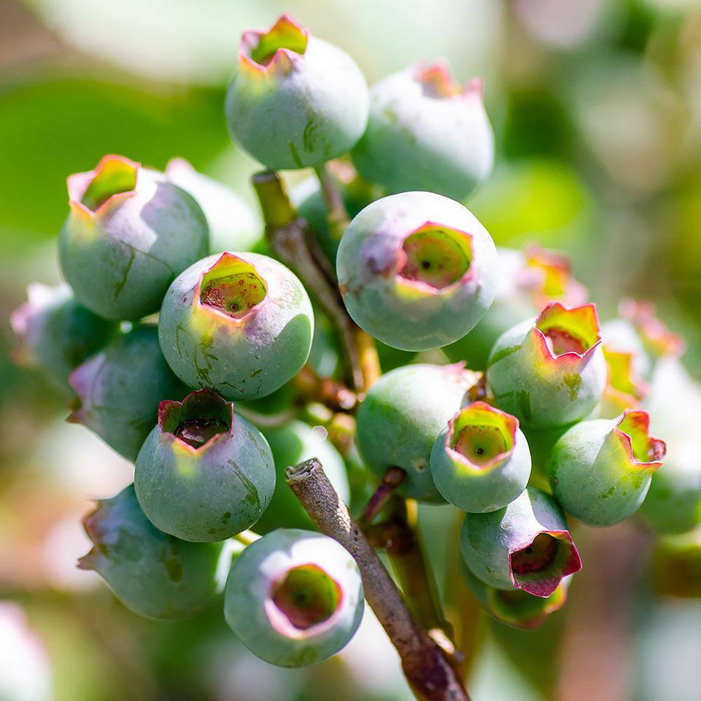 SOUTHERN LIVING 2 Gal. I Declare Blueberry Plant 19606