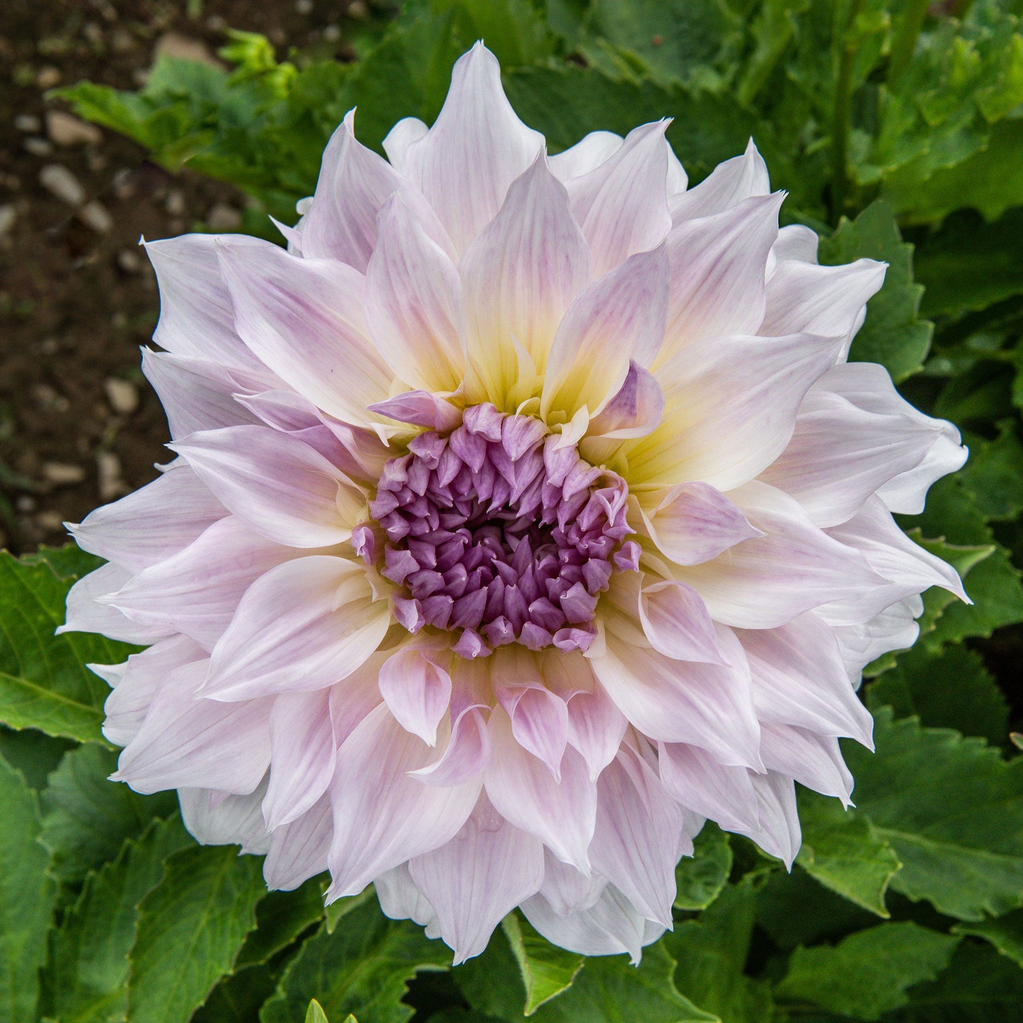 Dahlia Bulbs (Dinnerplate) - Shiloh Noelle - 2 Bulbs， Purple， Attracts Pollinators， Cut Flower Garden， Easy to Grow and Maintain， Fast Growing