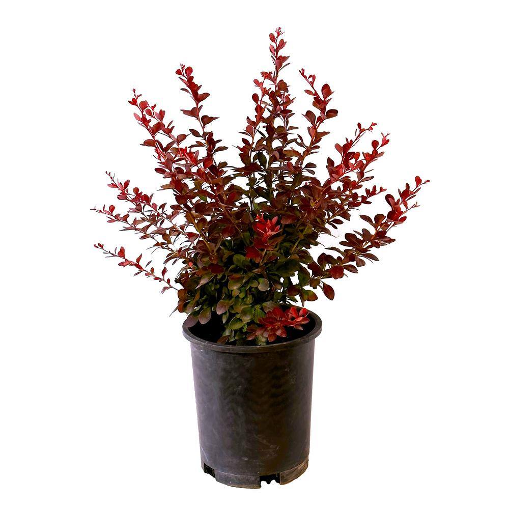 2.5 Qt. - Crimson Pygmy Barberry Live Shrub with Deep Red Purple Folliage 1000042654