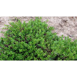 Online Orchards 1 gal. Massachusetts Bearberry Kinnikinnick Shrub with Very Cold Hardy Bell Shaped Flowers and Red Berries (2-Pack) SBKK001