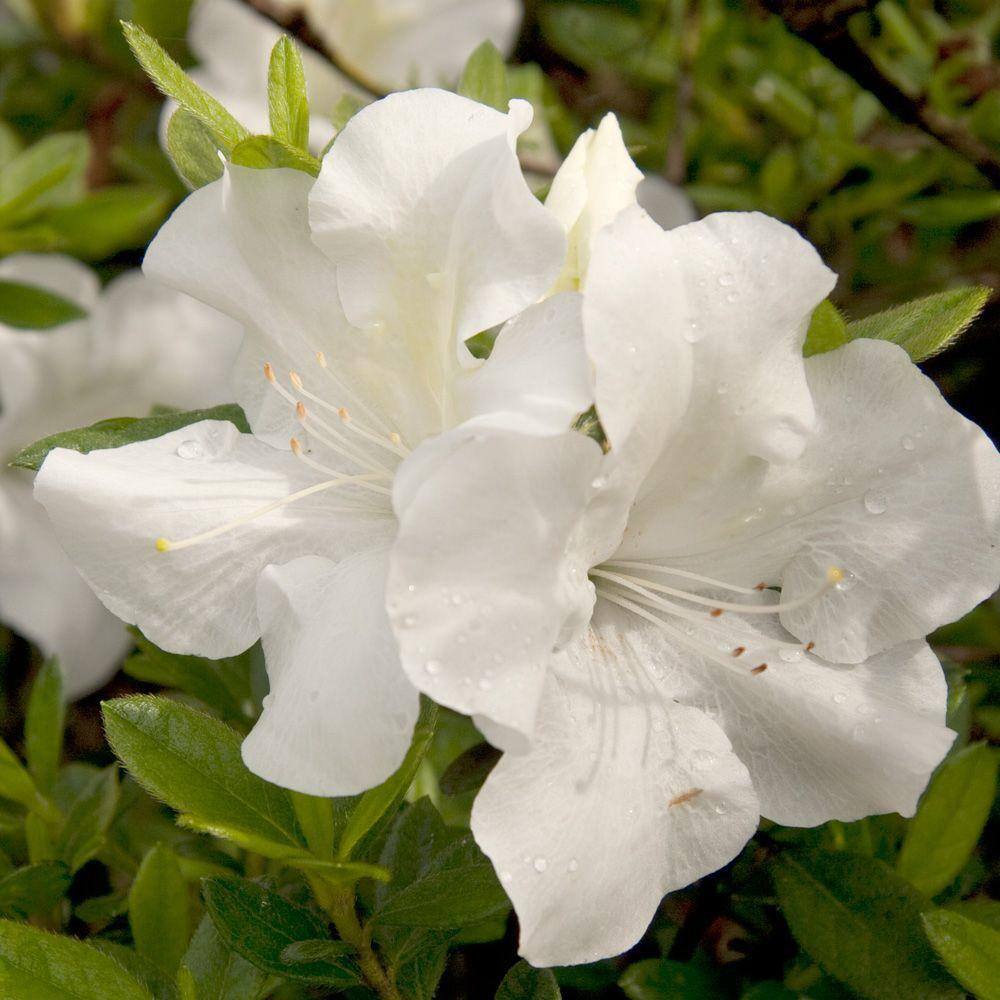 ENCORE AZALEA 1 Gal. Autumn Ivory Reblooming Dwarf Azalea Shrub with White Flowers 80431
