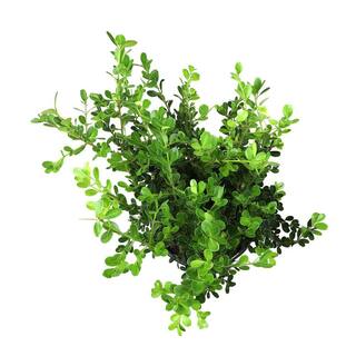 ALTMAN PLANTS 1 Gal. Japanese Boxwood Shrub Plant 0881281