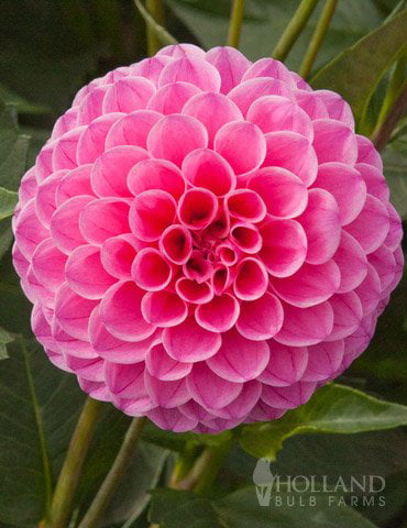 Jan van Schaffelaar Pompon Dahlia