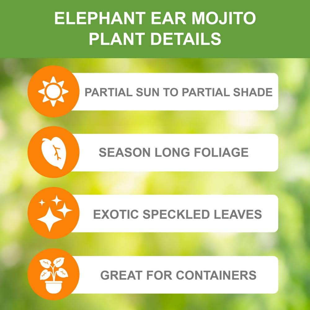 Garden State Bulb 911 in. Mojito Elephant Ear Bulbs (Bag of 1) ECS-04-01-01