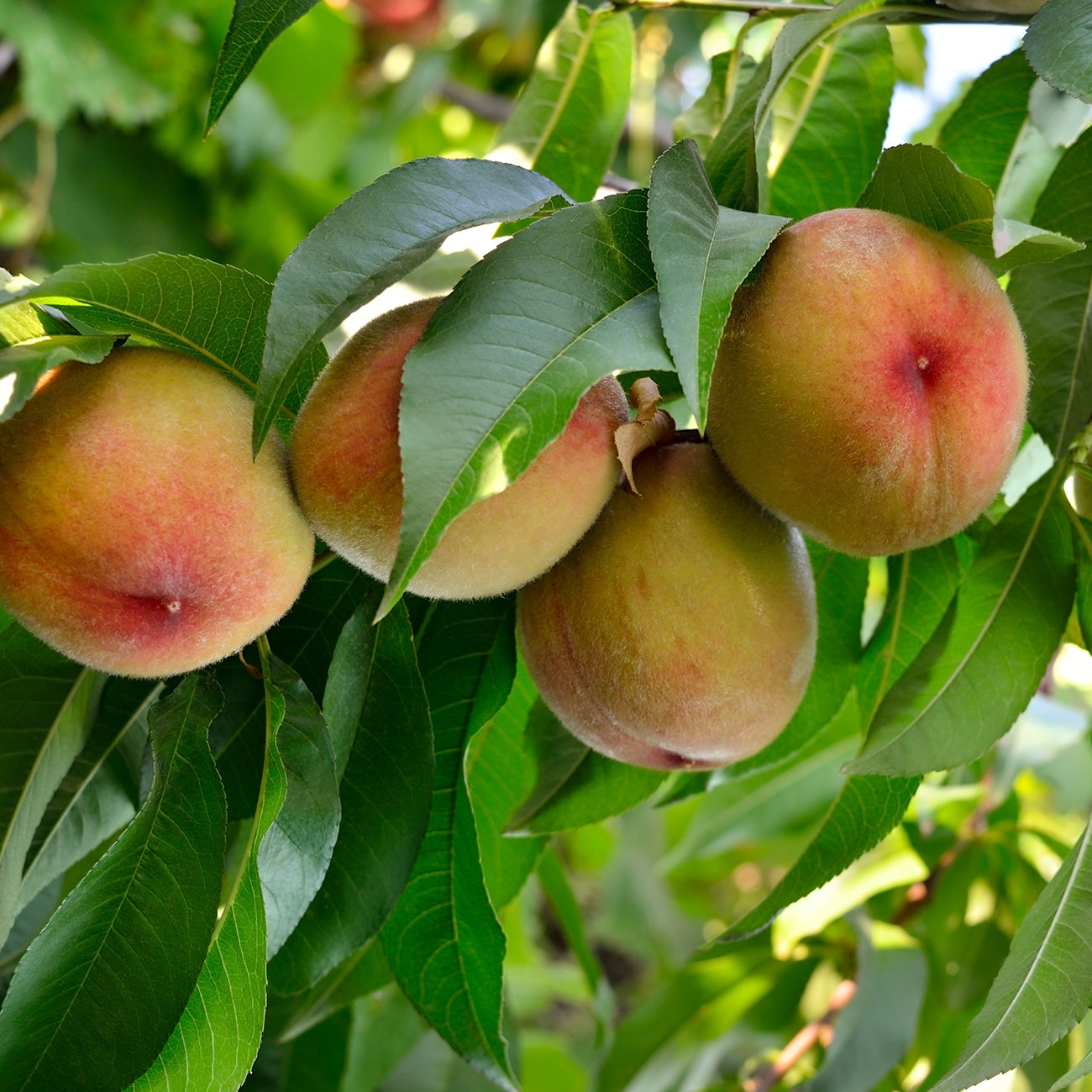 4-5 ft July Prince Peach Tree - Pink Spring Flowers - Sweet Tartness