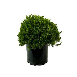 1.5 Gal. Mediterranean White Heather Live Shrub with White Flowers O226502