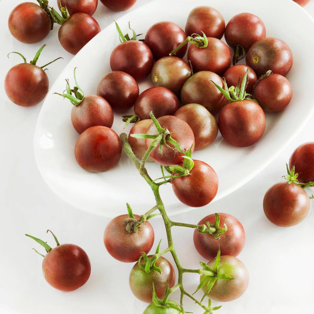 Bonnie Plants 19 oz. Black Cherry Tomato Plant 0211