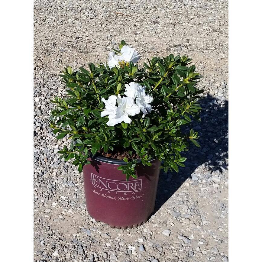 ENCORE AZALEA 3 Gal. Autumn Ivory Reblooming Dwarf Azalea Shrub with White Flowers 80433