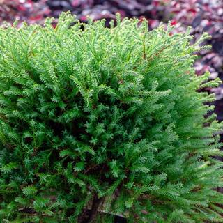 SOUTHERN LIVING 2 Gal. Pancake Arborvitae Shrub with Low-Growing Blue-Green Foliage 55382