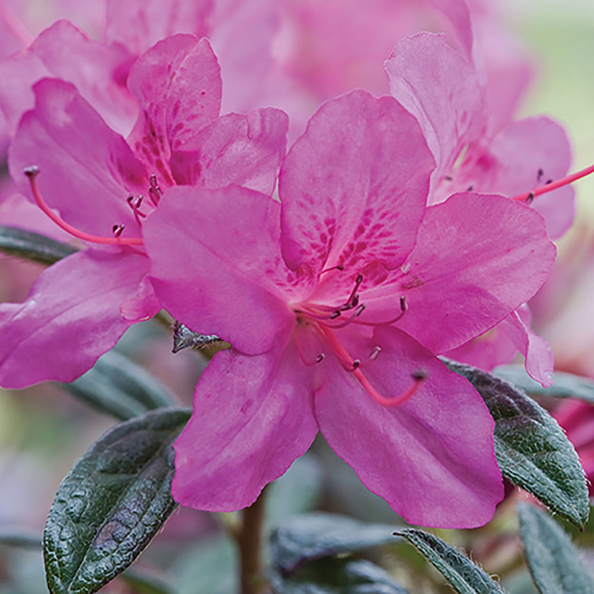 Encore Azalea Autumn Amethyst Shrub 2 Gallon