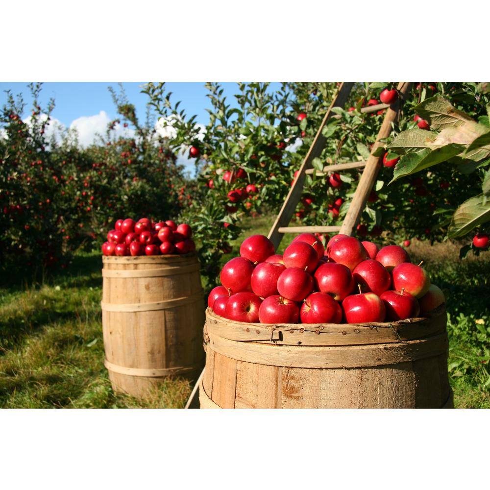 Online Orchards 3 ft. Red Delicious Apple Tree with Deep Ruby Red Fruit Best for Fresh Eating FTAP205