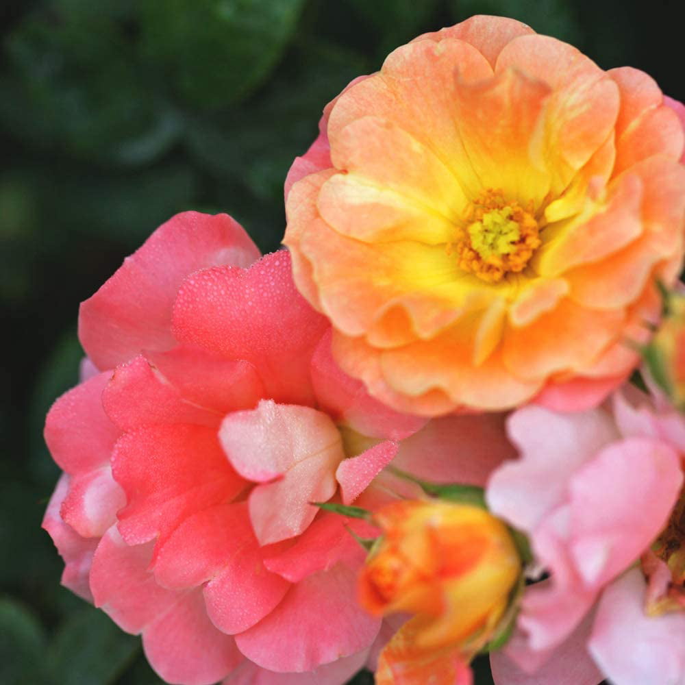 1 Gal. Peach Drift Rose Bush - Reblooming Peach Colored Roses