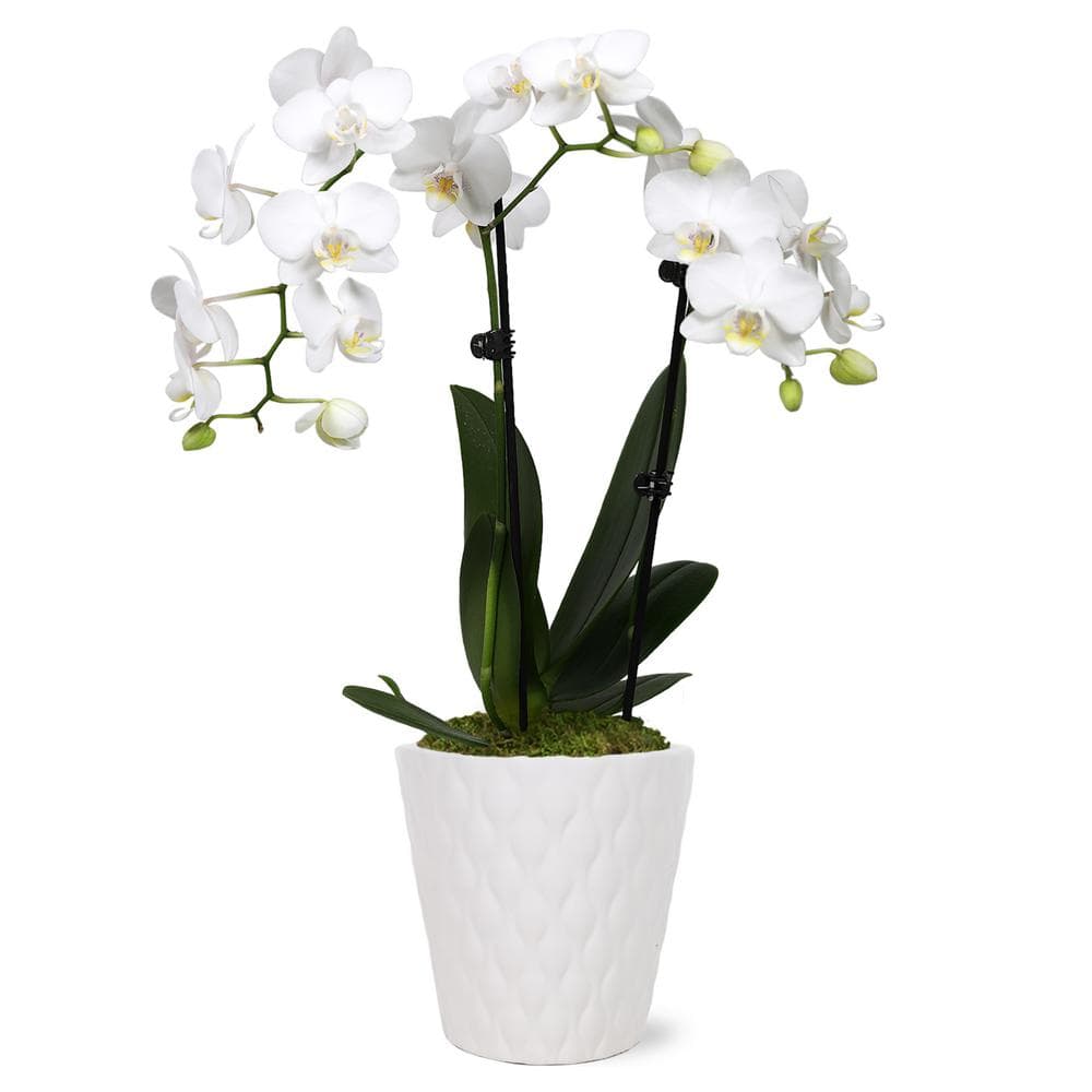 Just Add Ice Orchid (Phalaenopsis) Petite White with Yellow Throat Plant in 3 in. White Ceramic Pottery J5004