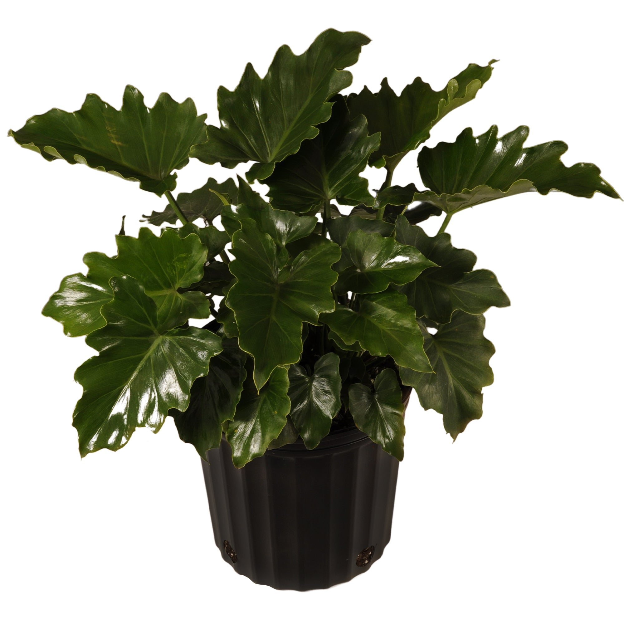 United Nursery Live Philodendron Selloum Plant 24-30 Inches Tall in 9.25 Inch Grower Pot