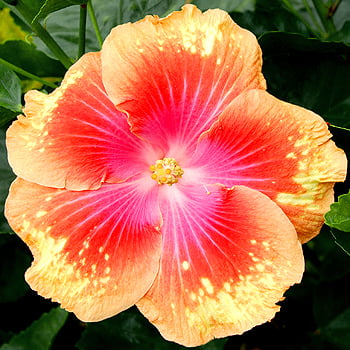 Exotic Hibiscus 'Summer Fun' Rose of Sharon (Hibiscus) Flower Shrub， Blue Flowers Hardy Korean Rose of Sharon Starter 25+ seeds pack