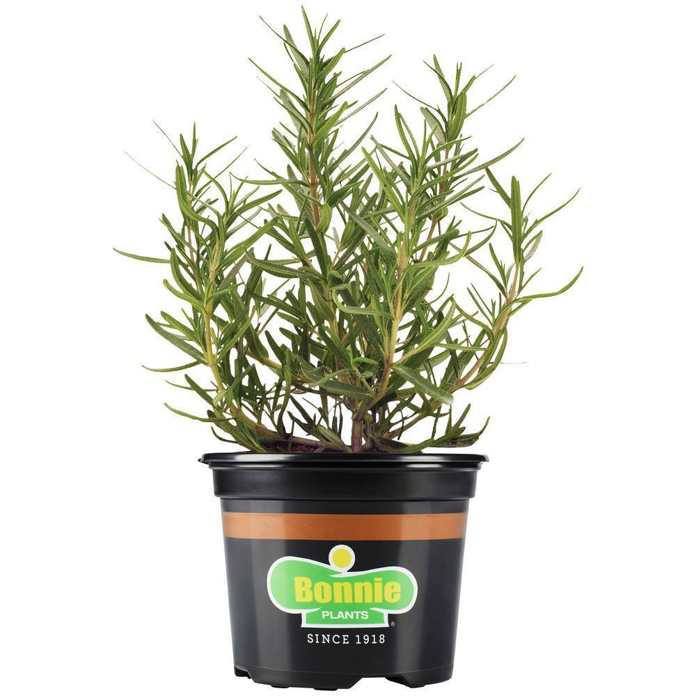 Bonnie Plants 25 oz. Lavender Plant with Purple Flowers 1003800722