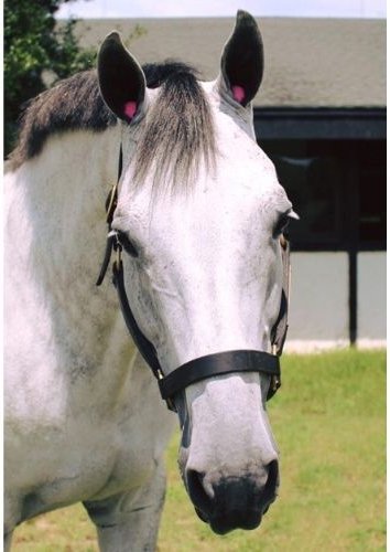 Equine Healthcare International Pomms - Pony Ear Plugs 14HH or Smaller， Pink