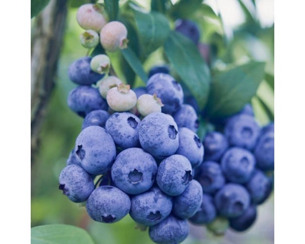 Freedom Farms Blue Ridge Blueberry Bush， 8