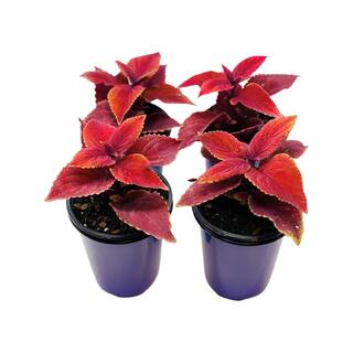 Pure Beauty Farms 1.38 Pt. Coleus Plant Oxblood Red in 4.5 In. Grower's Pot (4-Plants) DC45COLOXBLOOD4