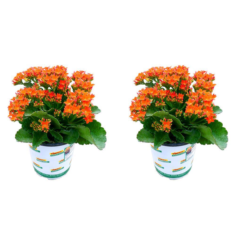 Vigoro 1 Qt. Kalanchoe Petero Orange Live Annual Plant (2-Pack) 1602