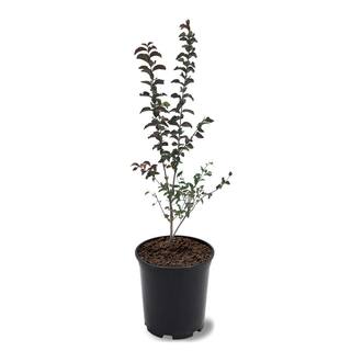 SOUTHERN LIVING 1 Gal. Miss Sandra Crape Myrtle Tree CRMMSA01G