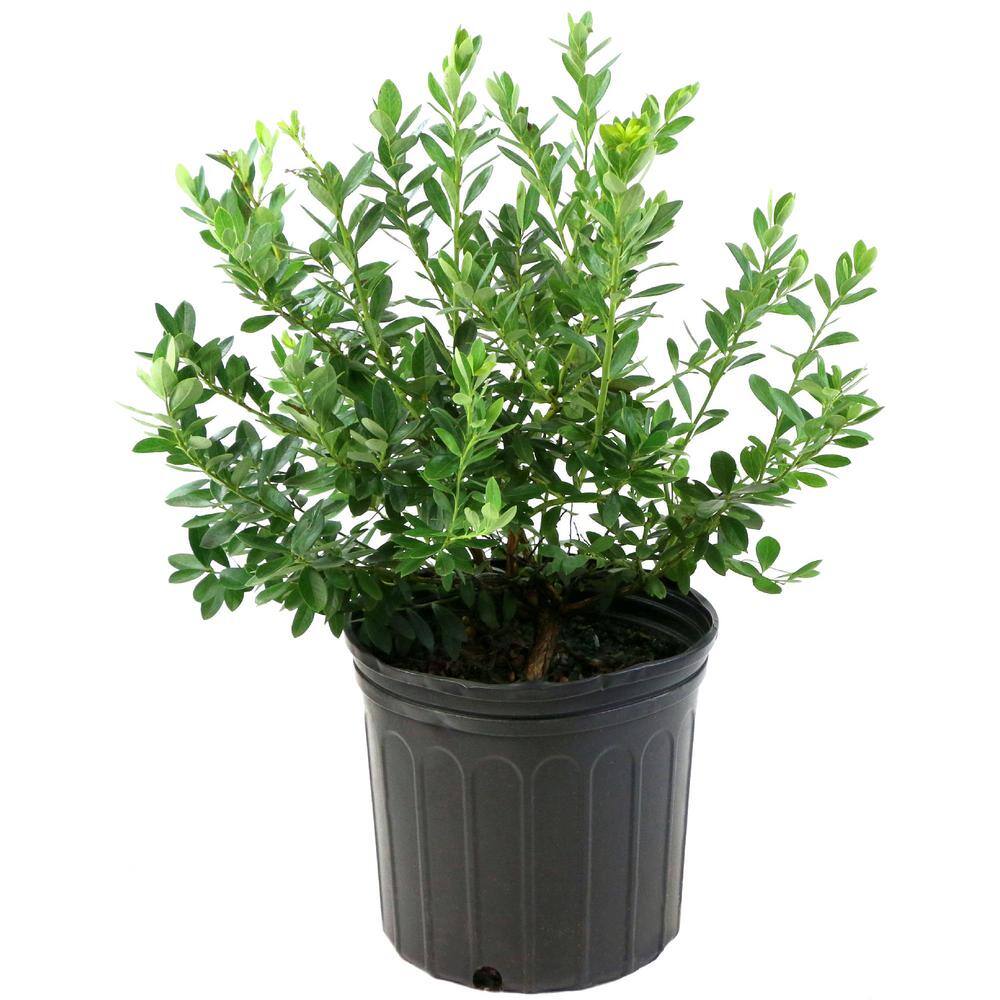 national PLANT NETWORK 2.25 Gal. Sunshine Blue Blueberry Plant HD7067