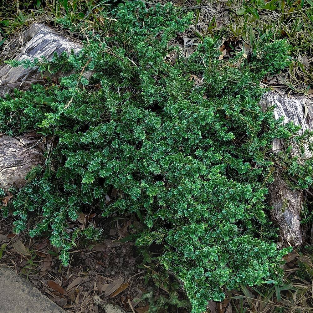 FLOWERWOOD 2.5 Qt. Blue Pacific Juniper - Evergreen Groundcover Plant 3440Q