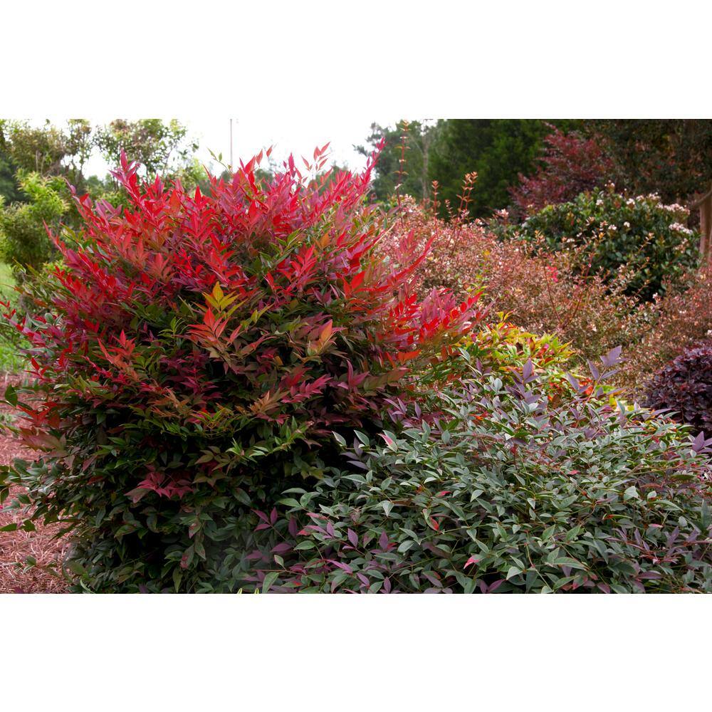 SOUTHERN LIVING 2 Gal. Obsession Nandina Shrub with Bright Red Foliage 14404