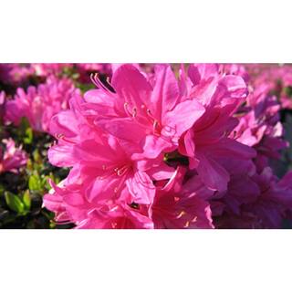 national PLANT NETWORK 2.5 Qt. Mildred Azalea Plant with Pink Blooms HD7650