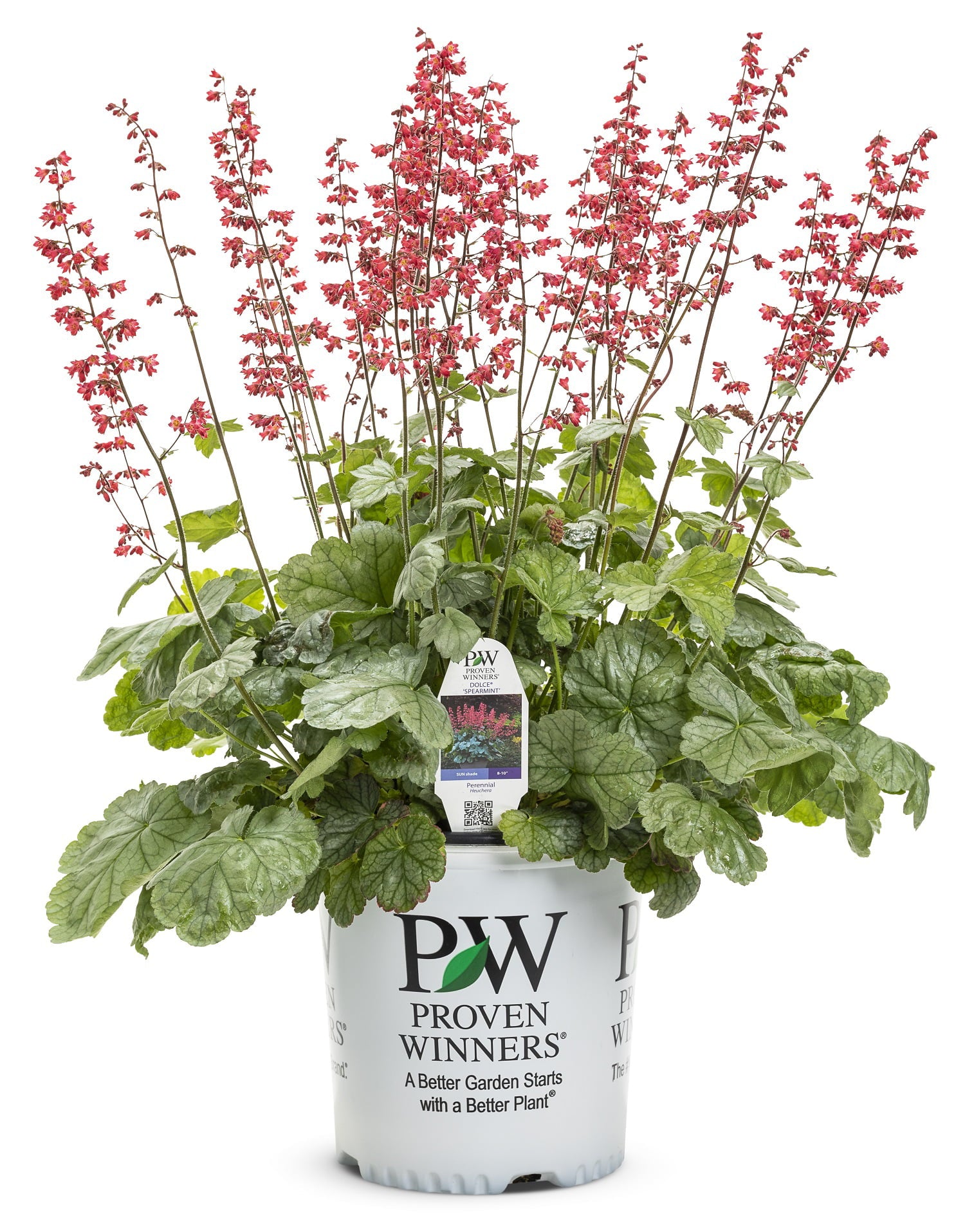 4.5 in. Quart Dolce Spearmint Coral Bells (Heuchera) Live Plant， Pink Flowers and Silvery Green Foliage