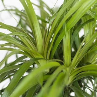 United Nursery Ponytail Palm Beaucarnea recurvata Live Easy Care Plant in 6 inch White Decor Pot 74424