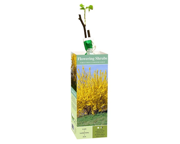 Van Zyverden Inc. Forsythia Lynwood Gold 01770