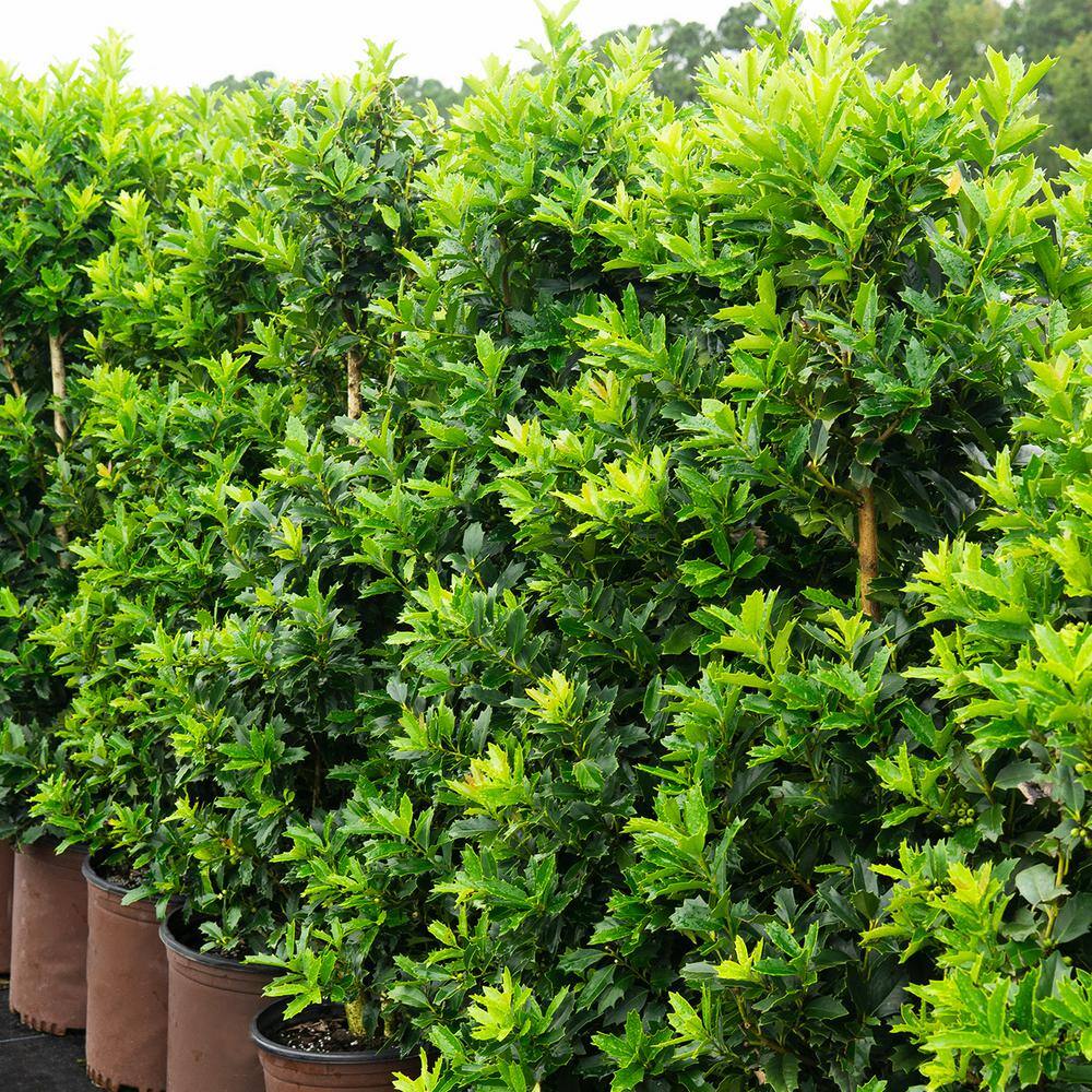 Perfect Plants 3-4 ft. Tall Oak Leaf Holly Tree in Grower's Pot Mature Holly THD00540