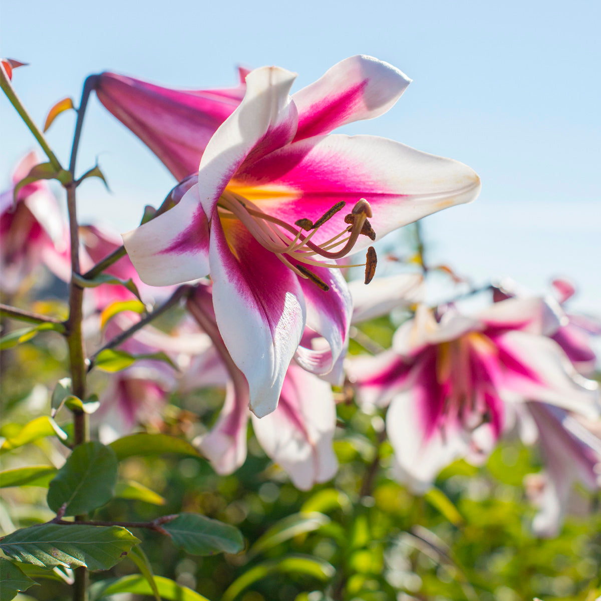 Van Zyverden Lilies Friso Set of 7 Bulbs Multi-Color Part Sun