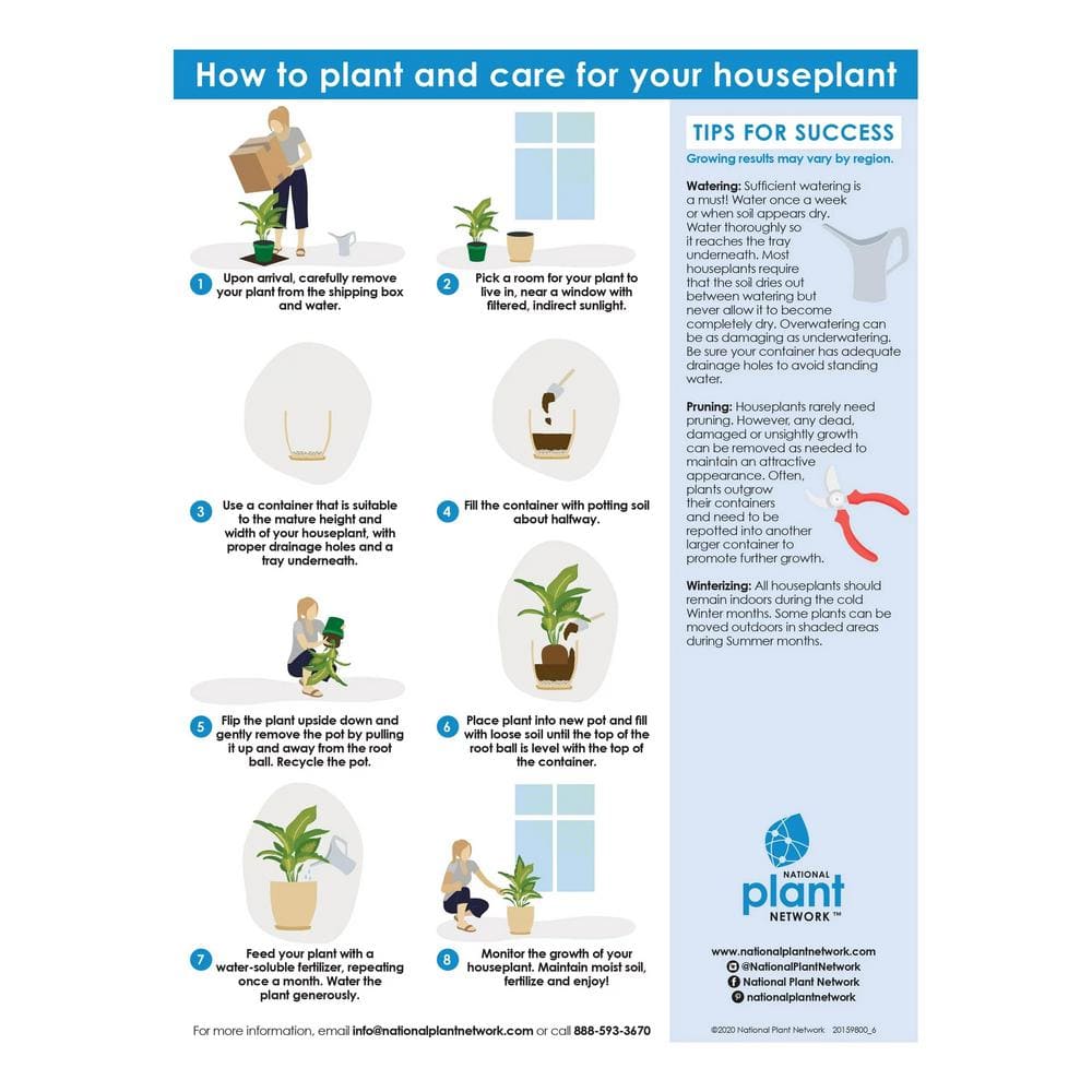 national PLANT NETWORK Areca Palm (Dypsis) in 10 in. Grower Container (1-Plant) HD7748