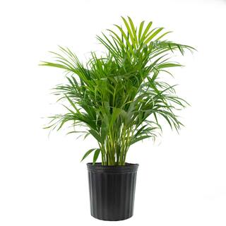 national PLANT NETWORK Areca Palm (Dypsis) in 10 in. Grower Container (1-Plant) HD7748