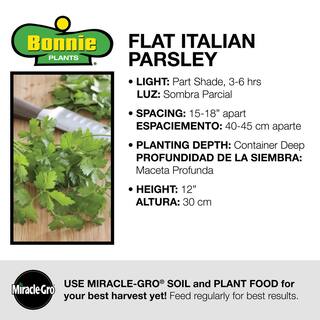 Bonnie Plants 2.32 qt. Italian Flat Leaf Parsley Herb Plant 5121