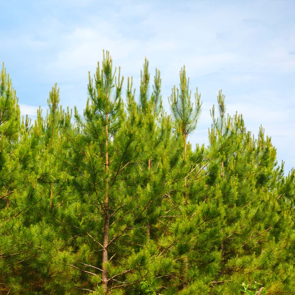 Loblolly Pine Tree