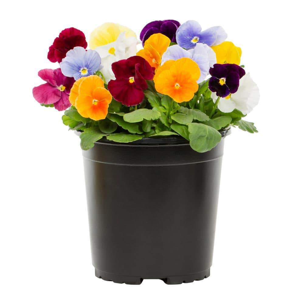 METROLINA GREENHOUSES 2 Qt. Pansy Multi-Color Clear Mix Annual Plant (3-Pack) 5237