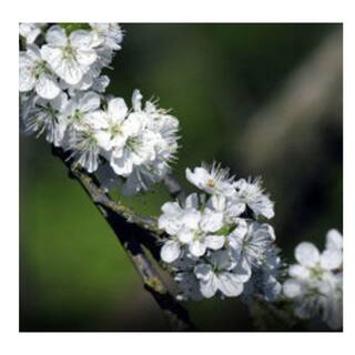 5 Gal. Blue Damson Plum Tree PLUDAM05G