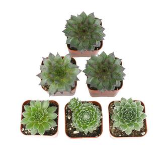 SMART PLANET 2 in. SQ Sempervivum Assorted Succulents (6-PacK) 0872759