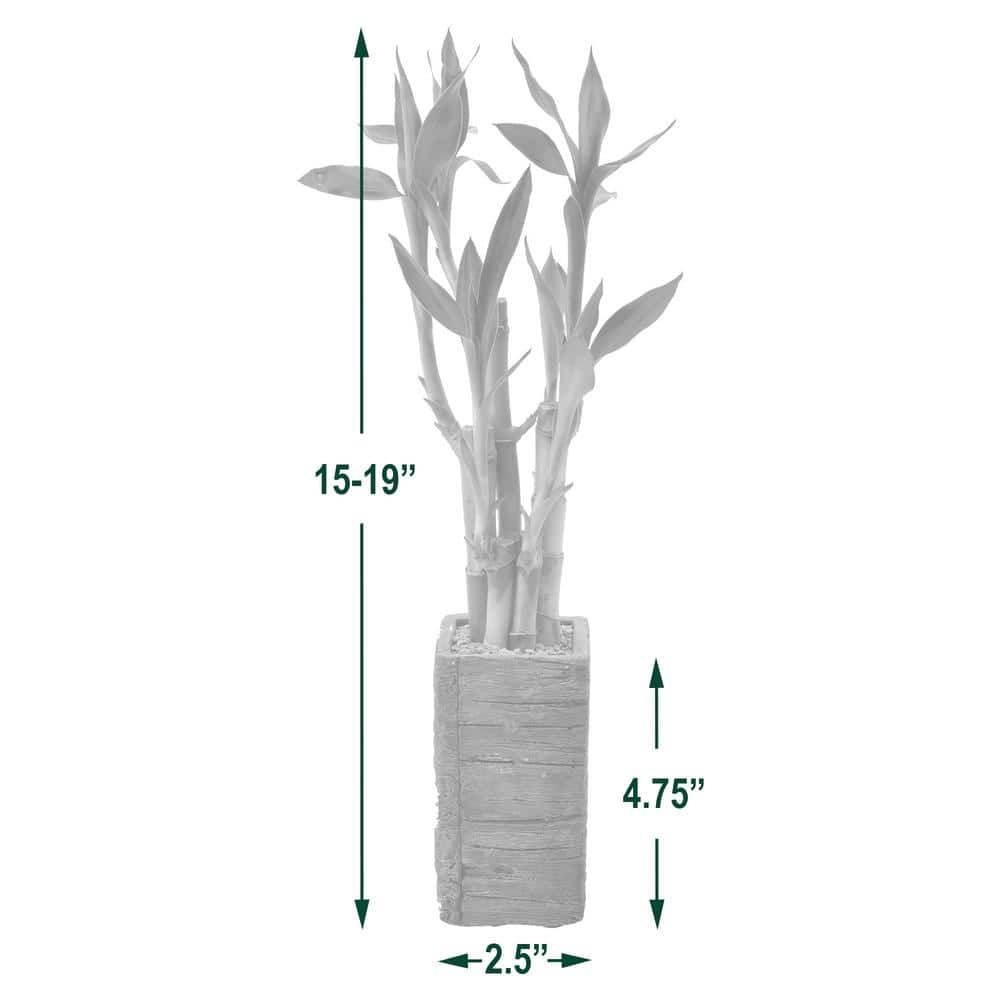 Arcadia Garden Products 2-12 in. 5-Stem Lucky Bamboo Dark Aged Wood Clay Planter LV25